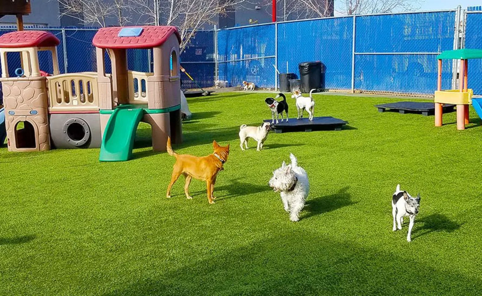 Dogs at Tiny Town small dog daycare at Bowhaus Boulder, CO